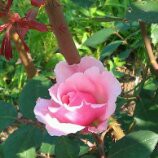 /album/kvety/a2-1b6a78c5-1056226-800-jpg/