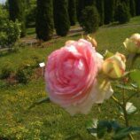 /album/kvety/a2-30226cce-1391407-800-jpg/