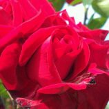 /album/kvety/a2-30937e6a-987660-800-jpg/