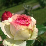 /album/kvety/a2-a3336cad-951574-800-jpg/