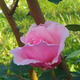 /album/kvety/a2-cd278110-982210-800-jpg/