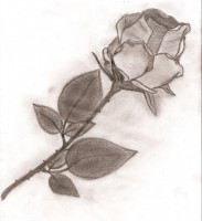 /album/kvety/image0-2-jpg/