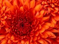 /album/kvety/chrysanthemum-jpg/